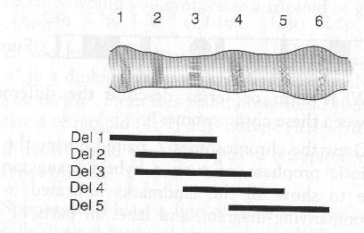 Bonus: Six bands in a salivary gland chromosome (chromosome number 2) of Drosophila are shown in the following figure, along with the extent of 5 deletions (Del 1 to Del 5) found in different flies.