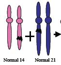 3. This question concerns a specific type of structural rearrangement occurring in chromosomes in humans.