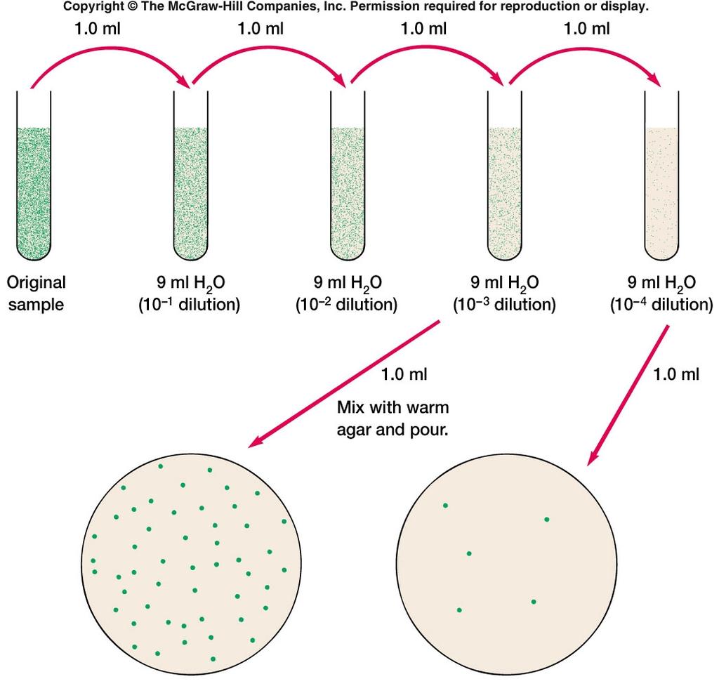 Loop Dilution: same concept using a loop in test tubes Colony Morphology and Growth: Form of the colony and shape of the edge or margin can be determined by looking down at the top of the colony.