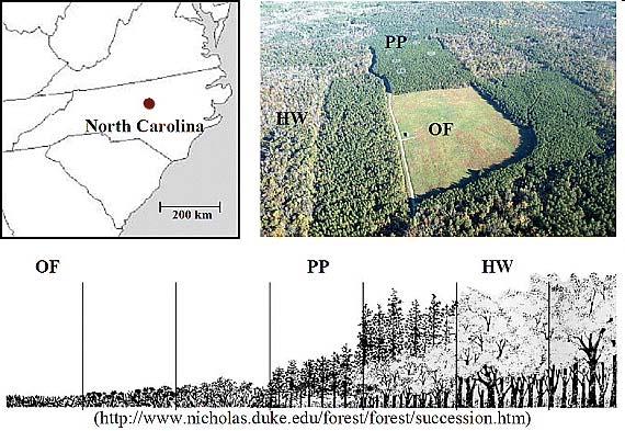 Reforestation cools climate Annual mean temperature change OF to PP OF to HW Albedo +0.9ºC +0.