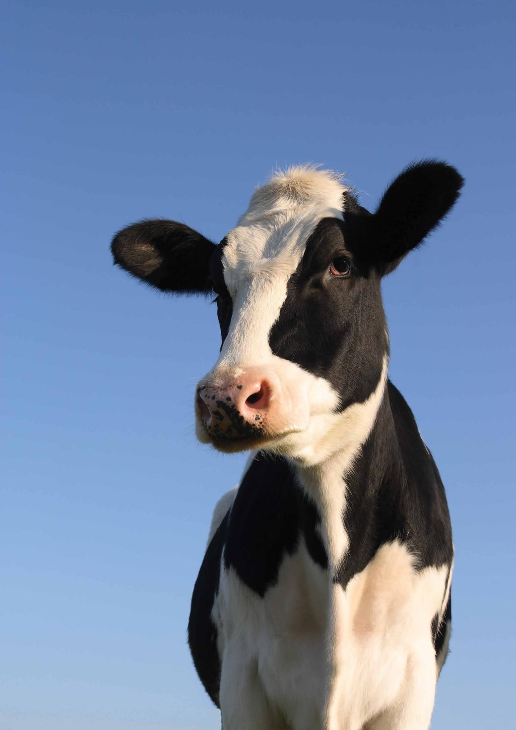The Dairy Cow: Beyond