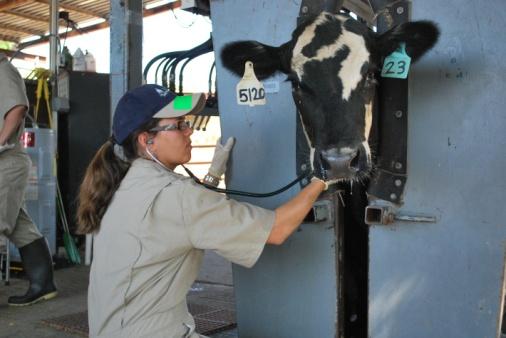 Research Aims 6. Assess how animal welfare is affected by BRD in cattle.