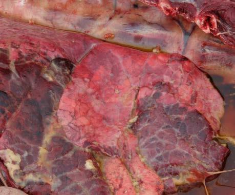 THE PROBLEM Year in and year out, diseases of the respiratory system are a major cause of illness and death in cattle from 6 weeks to two years of age.