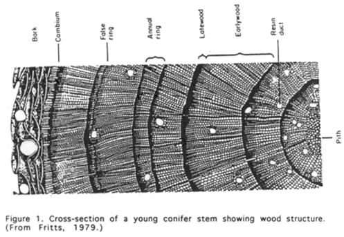 Tree Rings: Common Problems False Rings: Tree response to abnormal weather patterns or