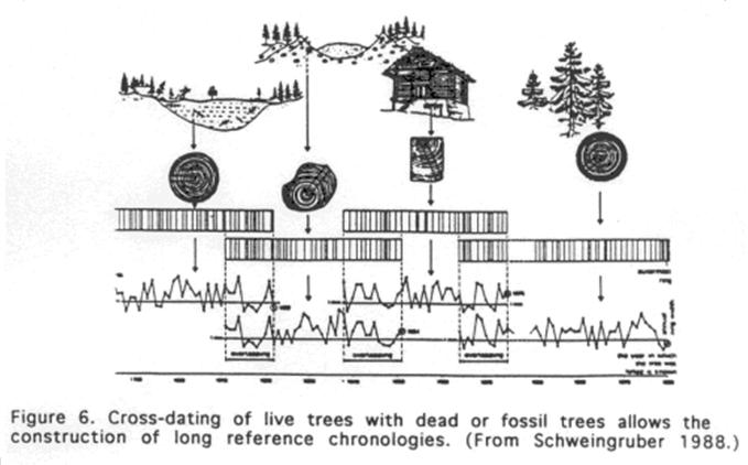Tree Age: How Large a Core Do You Need?
