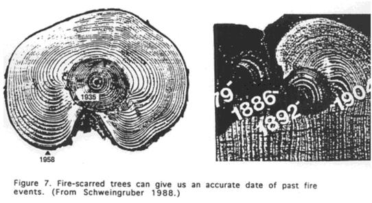 Tree Core Applications: Dendrochronology F. Schweingruber's 1988 Tree Rings: Basics and Applications of Dendrochronology. D. Reidel, Dordrecht, The Netherlands, 276 pp Tree Core Applications: Charting Disturbances When did Disturbances Occur?