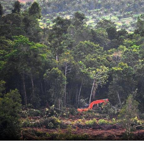 2. Deforestation loss of forests Results
