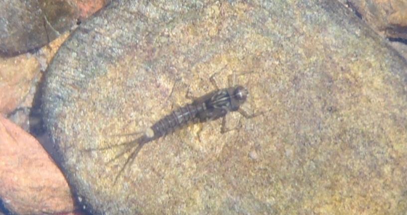 Highest number of macroinvertebrate taxa found at Site 1 of Gold Creek, with the highest number of sensitive taxa found at Site 3 of