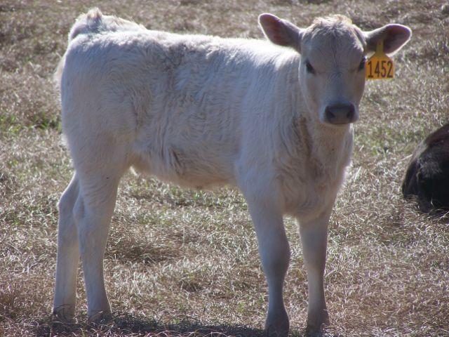 between breeds in afternoon rectal temperature in August and December in Florida 15 August Rectal temperature 14 13 12 11 1 15 Angus Hereford Brahman