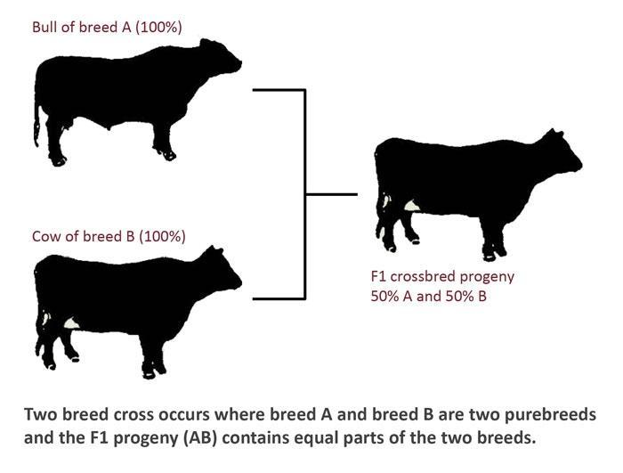 Individual Heterosis The degree to which crossbred calves