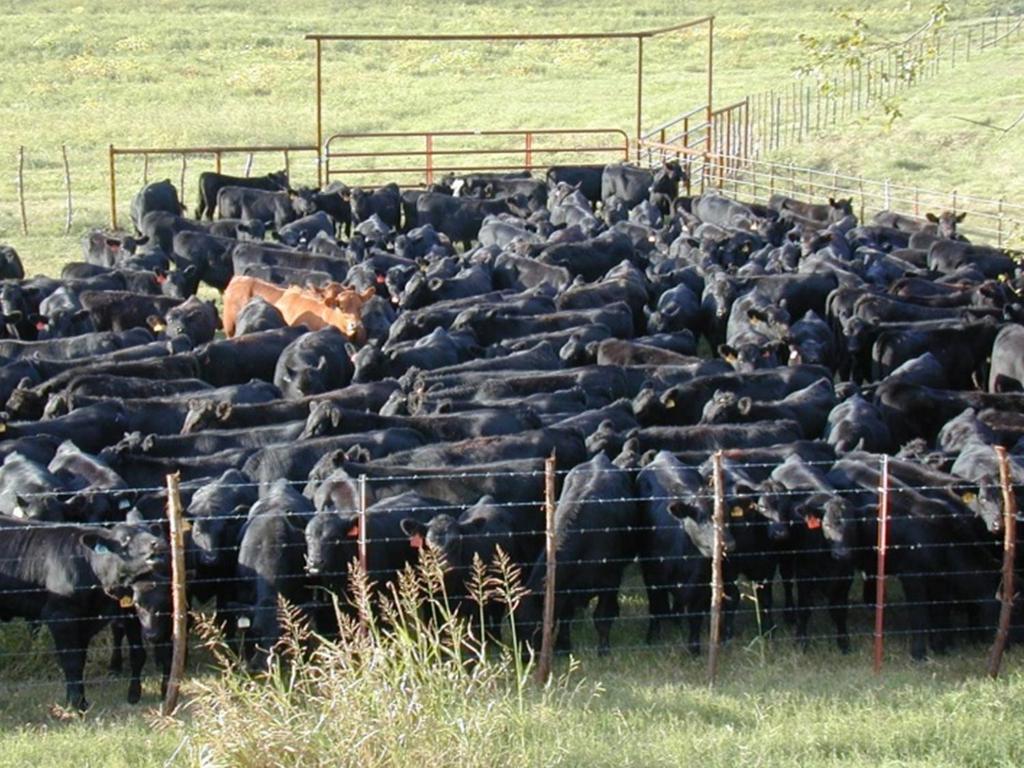 Integrity Beef Program Outcome from consultation program Mission: To simplify cow/calf producer management decisions and increase the marketability of their calves through the production of