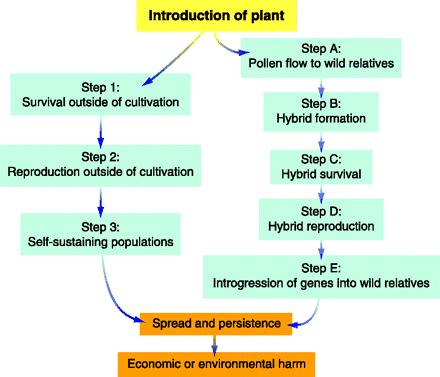 Potential invasiveness of transgenic plants: generally difficult to predict the occurrence and extent of long-term environmental effects when non-native organisms are introduced into ecosystems
