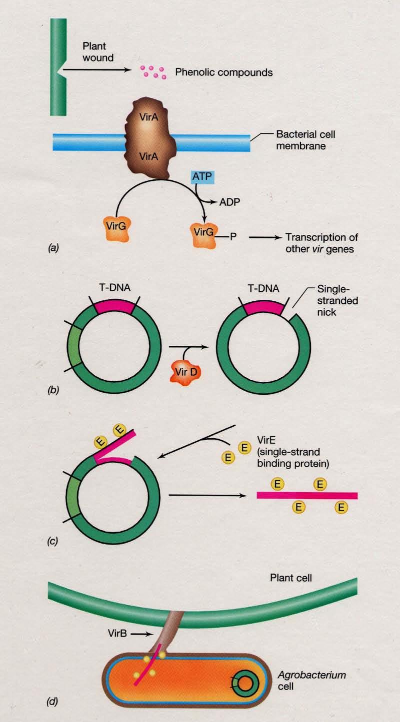 How is the DNA transferred? A familiar conjugaton theme Mechanism of transfer of T-DNA to the plant cell The Ti plasmid codes for the vir A-E genes.