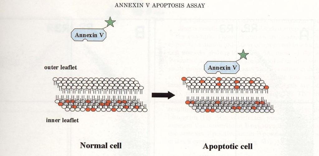 Apoptoza, merjena z Aneksinom V in PI V601_