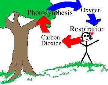 The Oxygen Cycle Photosynthesis: 6CO 2 + 6H 2 O C 6 H 12 O 6 + 6O 2 Respiration: C 6