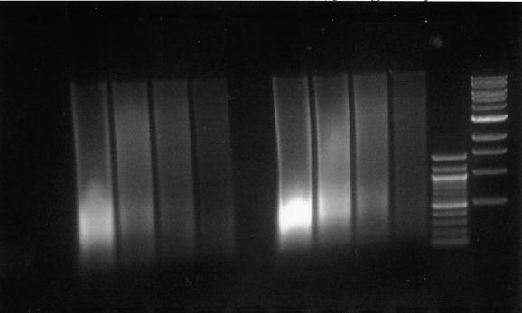 VI. Checking size of sonicated ChIP d fragments. We perform this step only on the total chromatin DNA, as both are prepared from the same sonicated sample.