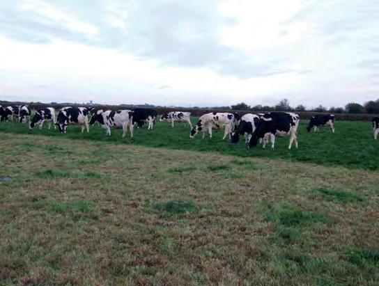 Seventy per cent of the herd calves in spring and 30% in autumn with a maximum of 77 cows milking at any one time. He has 75 acres and rents a further 45 acres.