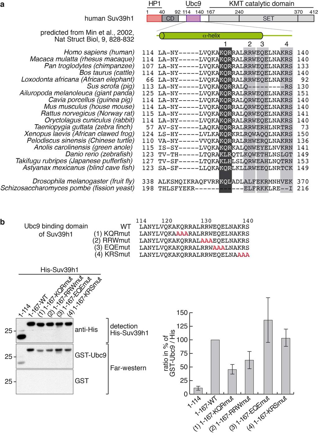 Supplementary Figure 12. The Ubc9 binding domain of Suv39h1. a. Phylogenetic comparison of Suv39h1 in the Ubc9 binding domain. This domain in human Suv39h1 corresponds to aa114-140 (Supplementary Fig.