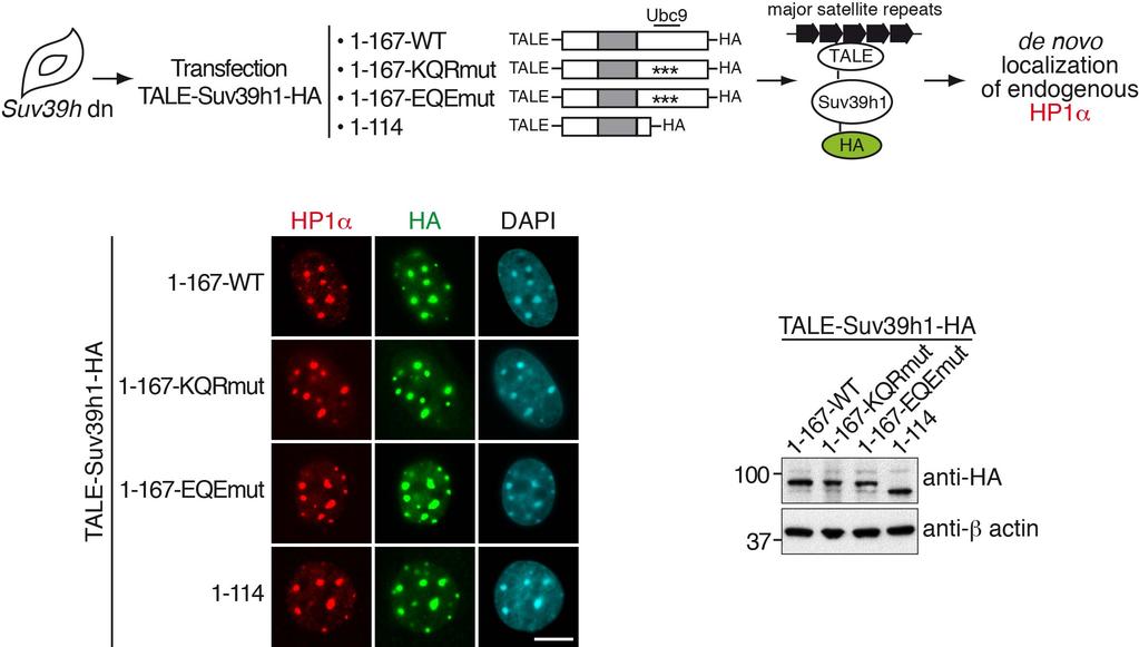 Supplementary Figure 14. Tethering Suv39h1-1-167-KQR mutant to pericentric heterochromatin does not promote an efficient de novo targeting of HP1α. Top: experimental scheme.