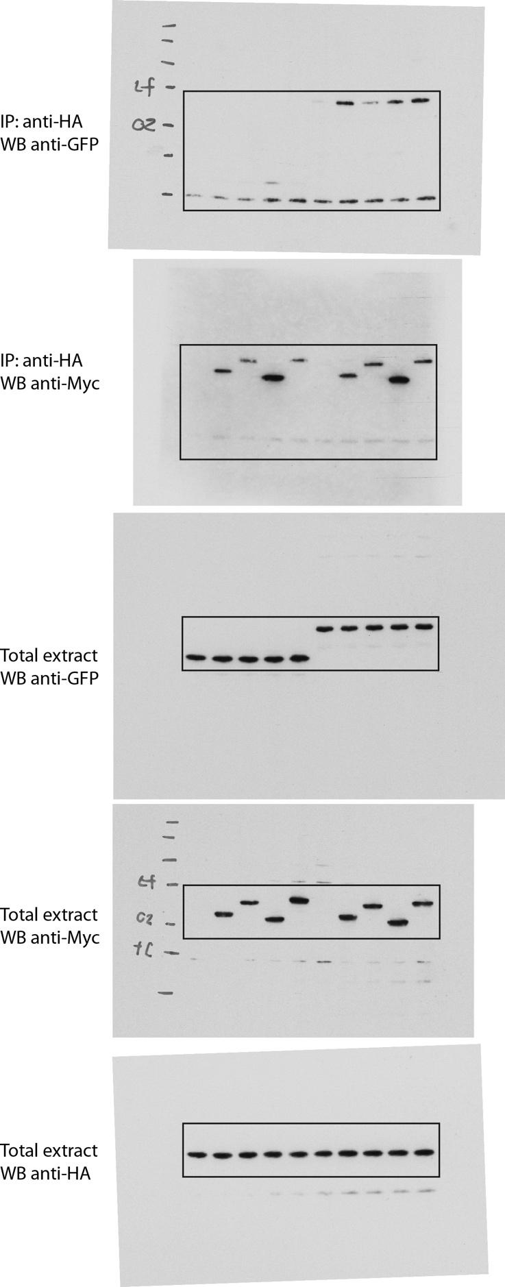 . Supplementary Figure 16: Uncropped Western blots corresponding to