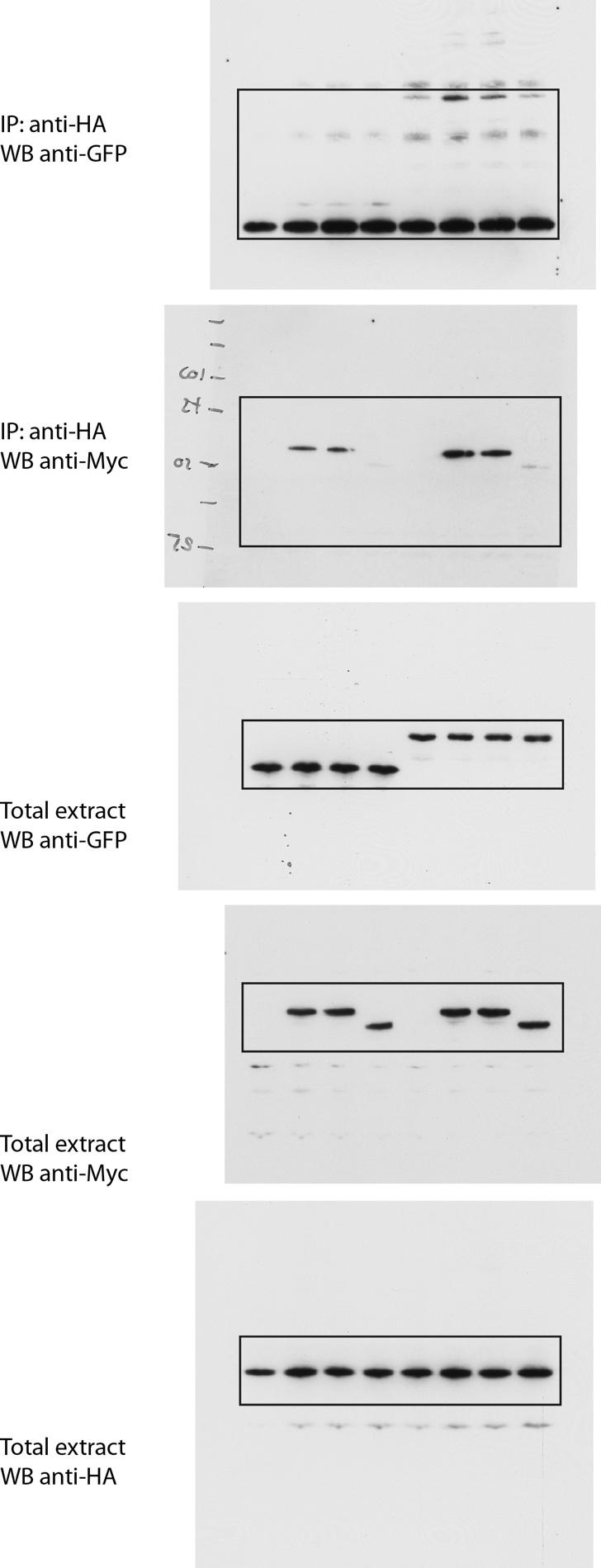 Supplementary Figure 17: Uncropped Western blots corresponding to