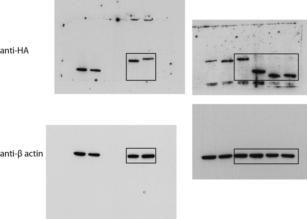 Supplementary Figure 18: Uncropped Western blots corresponding to
