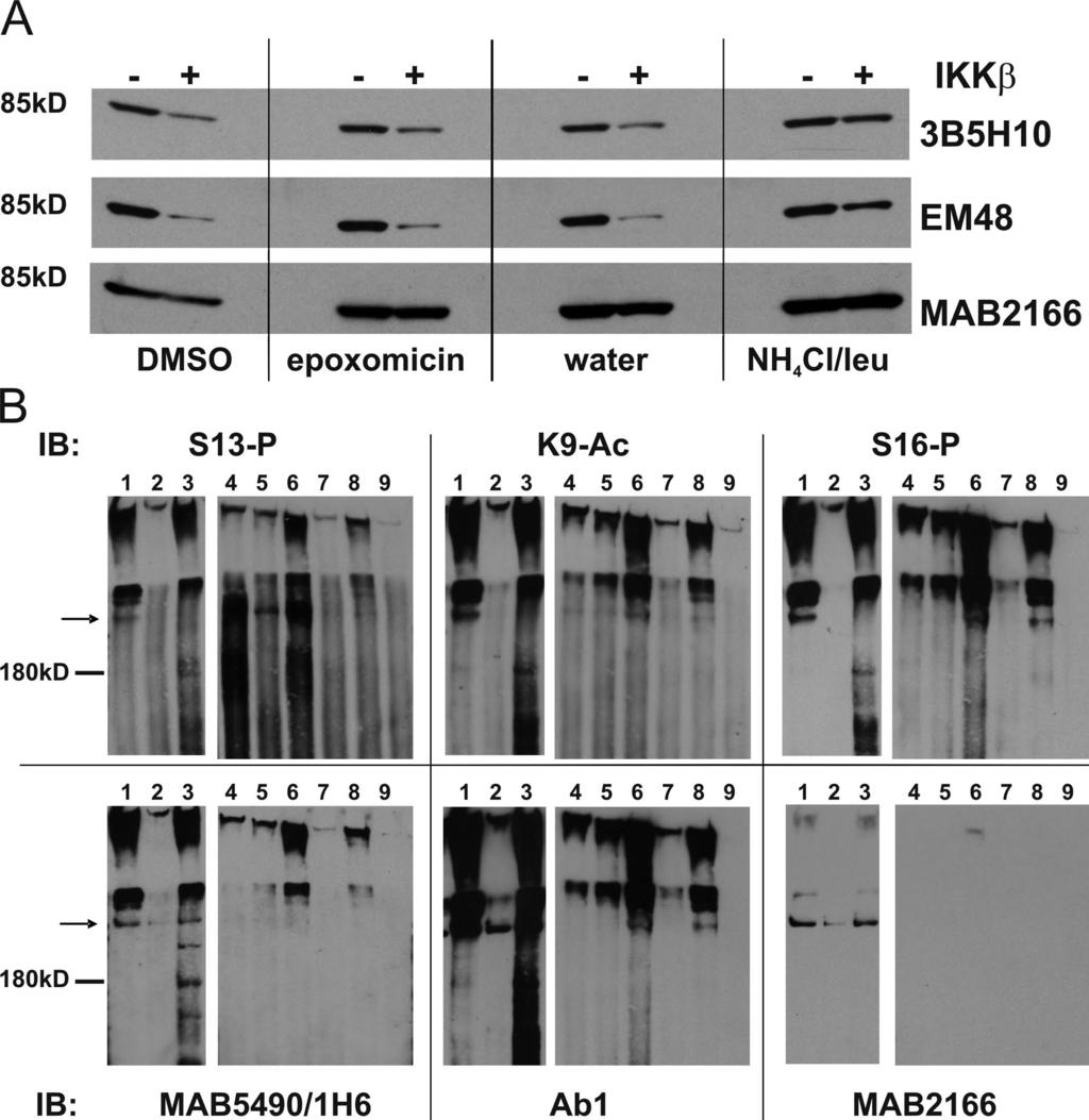 Figure S4. Anti-Htt antibody MAB2166 may not recognize the species of Htt targeted for clearance by IKK-mediated phosphorylation.