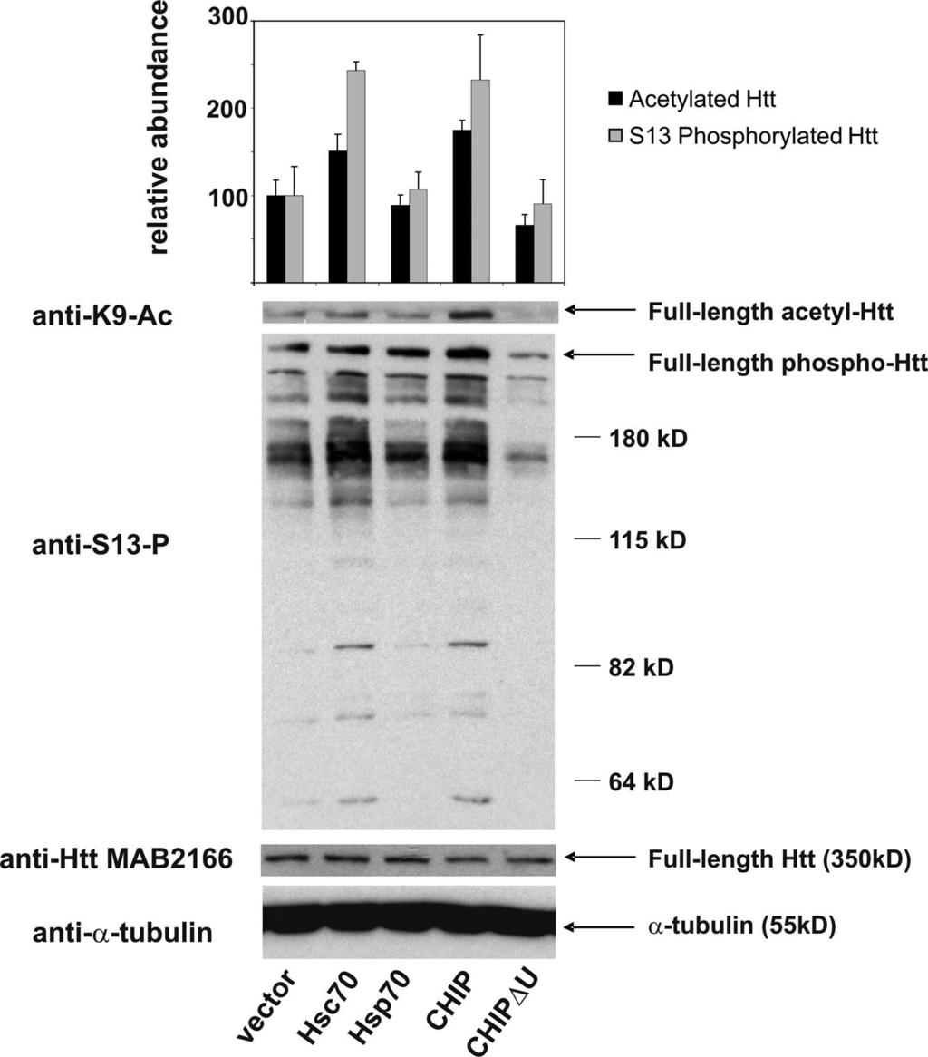 Figure S5. Hsc70 modulates levels of endogenous phosphorylated and acetylated Htt in cell culture.