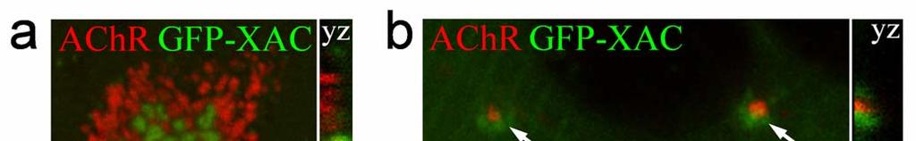 Supplementary Figure 3: Live confocal imaging of GFP-XAC in the spontaneous and agrin beadinduced AChR