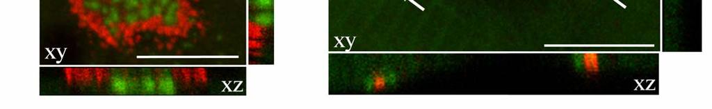 GFP-XAC-expressing muscle cells were labeled with Rh-BTX in live and imaged by Nikon C1 confocal system.