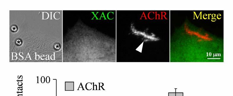 Supplementary Figure 4: Specificity of latex beads coated with agrin C-terminal fragment in AChR clustering.