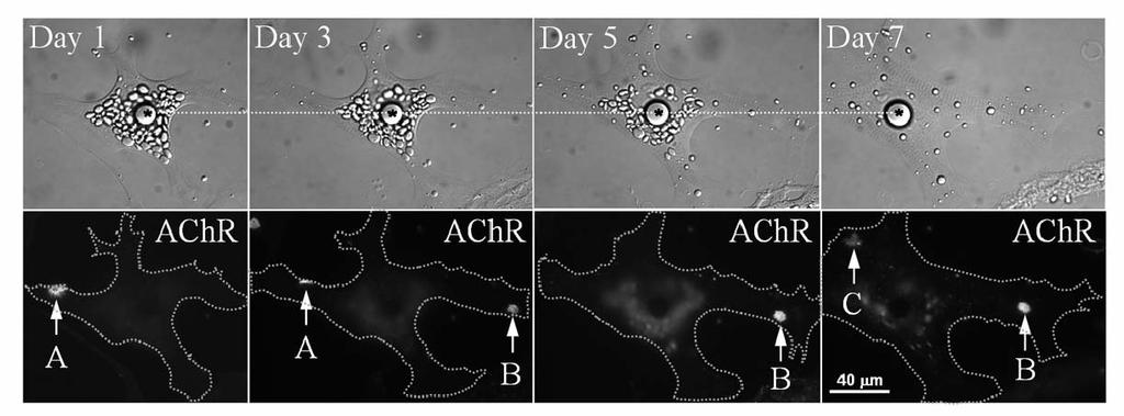 Supplementary Figure 5: Dynamic re-distribution of spontaneous AChR clusters in a cultured muscle cell.