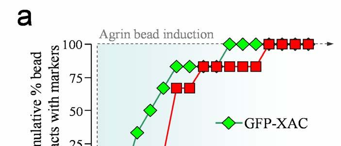 Supplementary Figure 6: Temporal difference between ADF/cofilin localization and AChR clustering induced by agrin beads.
