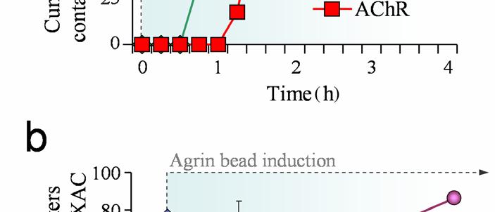 (a) The cumulative percentage of bead contacts in association with localizations of GFP-XAC and AChR as revealed by