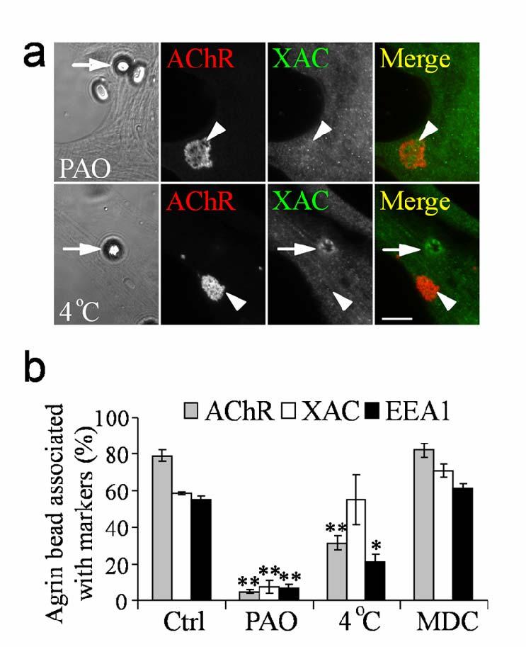 Supplementary Figure 8: Suppression of agrin-induced AChR clustering by inhibition of membrane recycling.