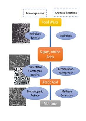 Anaerobic digestion Microbial