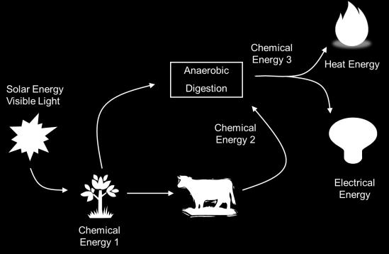 Energy flow associated with the anaerobic digestion of energy crops and agricultural residues. We can see that biomass acts as an energy accumulator absorbing energy from sunlight.