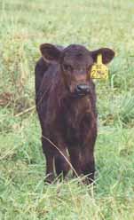 Commonly results in more cows bred and calves born.