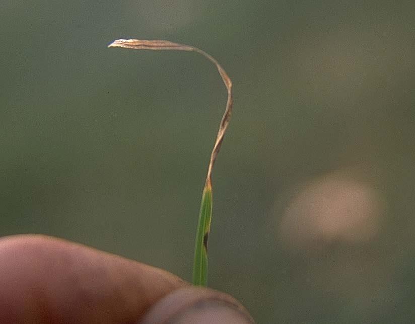 Gray leaf spot of