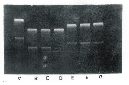 Vol. 47 Recipe for PCR-amplified inserts 845 Figure 1. A representative agarose gel separation of recombinant plasmids constructed in the study.