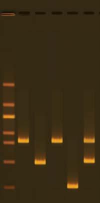 INSTRUCTOR'S GUIDE DNA FINGERPRINTING USING PCR EDVO-Kit 371 Experiment Results and Analysis Lane Sample Size 1 EdvoQuick DNA Ladder 2 Crime Scene DNA 625 3 Suspect #1 DNA 400 4 Suspect #2 DNA 625 5