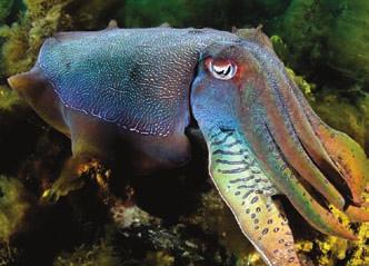 Each of the octopus s eight arms and two longer tentacles that arms has two rows of suckers. Octopuses are covered in suckers to grasp prey.
