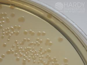 Enterococcus faecalis (ATCC 29212) colonies growing Proteus mirabilis (ATCC 12453) colonies growing on