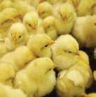 With all that further, there is a pressing need for the beneath requirements in poultry sector.