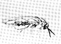 Females are larger than males, yellow or brownish, and have serrated antennae (fig. 5, top). Males are black and have plumed antennae (fig. 5, bottom).