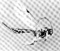 Entomophthora sphaerosperma.