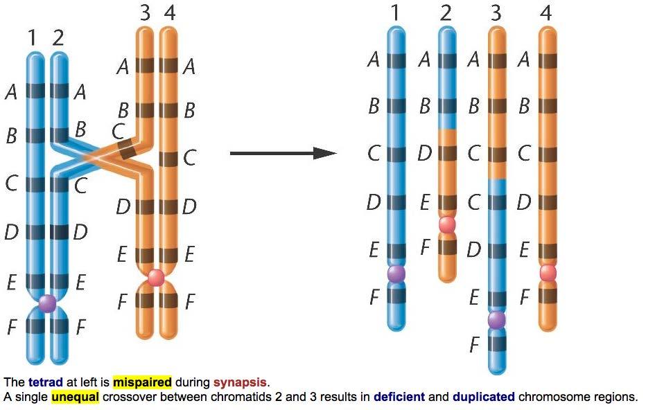 Unequal crossing-over events result in deletion and duplication of genes or segments of a