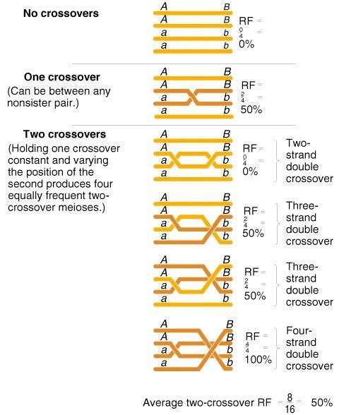 Demonstration that the average RF is 50% in the meioses in which the number of crossovers is not zero. NOTE: all crossovers are between non-sister chromatids.
