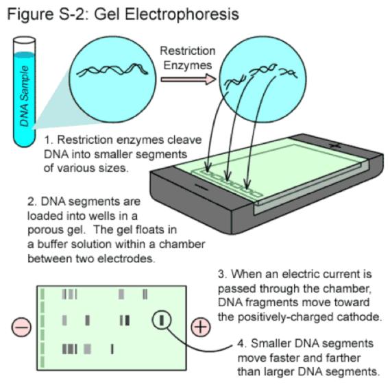 Gel electrophoresis is a process used to separate the DNA fragments and proteins according to their size using an electric current. It occurs as shown in the digram on the right.
