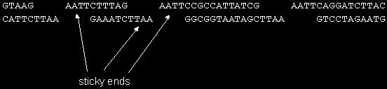 Fragments of DNA that has been cut with restriction enzymes have unpaired nucleotides at